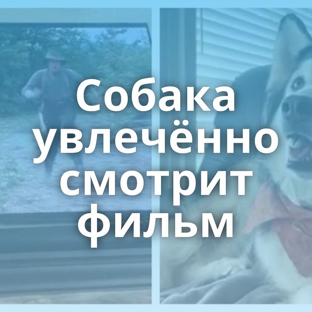 Собака увлечённо смотрит фильм