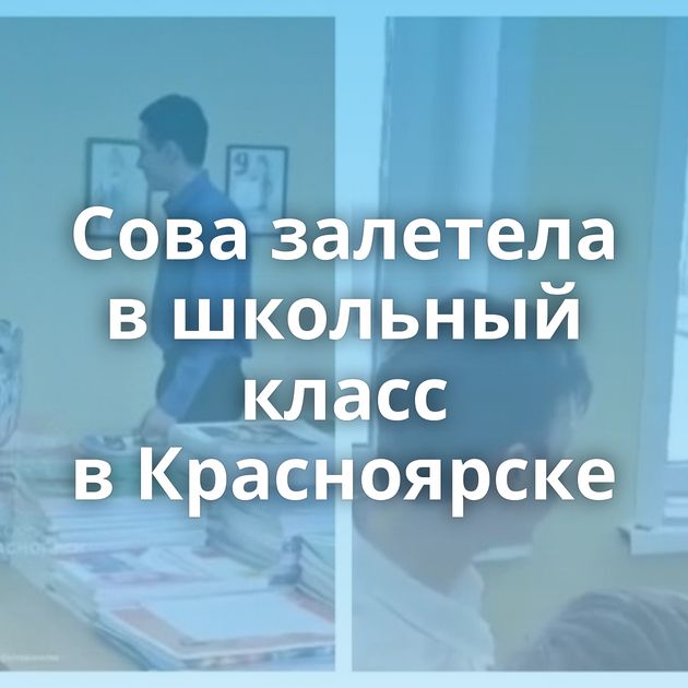 Сова залетела в школьный класс в Красноярске