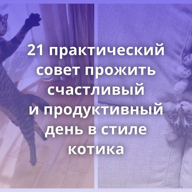 21 практический совет прожить счастливый и продуктивный день в стиле котика