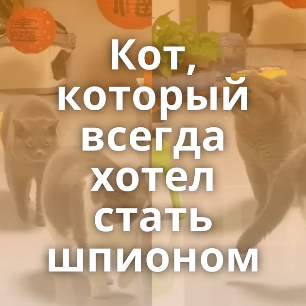 Кот, который всегда хотел стать шпионом