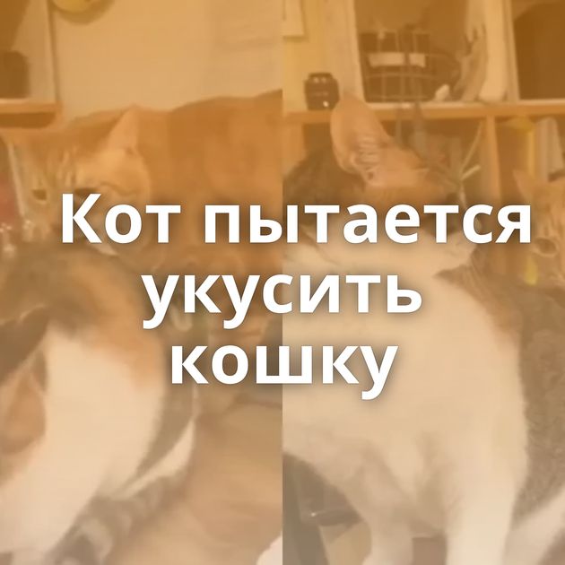 Кот пытается укусить кошку