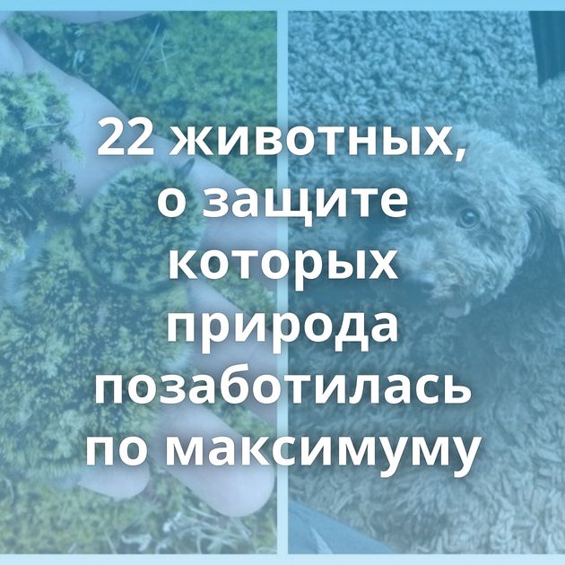 22 животных, о защите которых природа позаботилась по максимуму