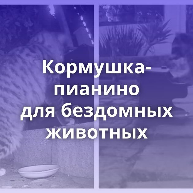 Кормушка-пианино для бездомных животных