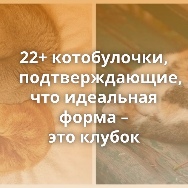 22+ котобулочки, подтверждающие, что идеальная форма – это клубок