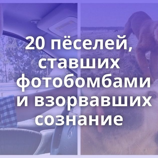 20 пёселей, ставших фотобомбами и взорвавших сознание