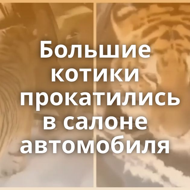 Большие котики прокатились в салоне автомобиля