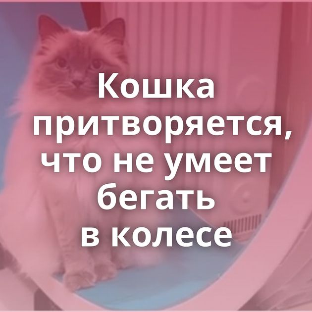 Кошка притворяется, что не умеет бегать в колесе