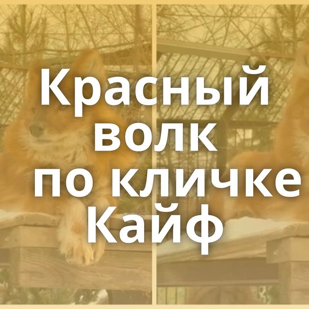 Красный волк по кличке Кайф