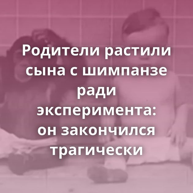 Родители растили сына с шимпанзе ради эксперимента: он закончился трагически