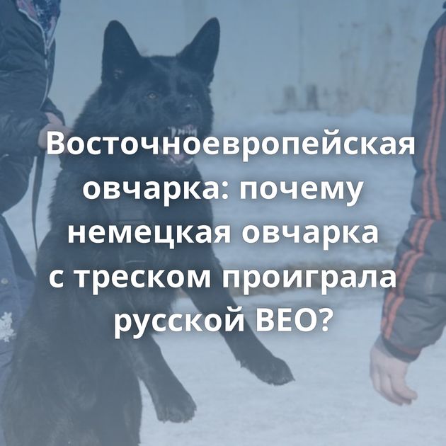 Восточноевропейская овчарка: почему немецкая овчарка с треском проиграла русской ВЕО?