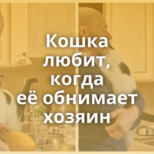 Кошка любит, когда её обнимает хозяин