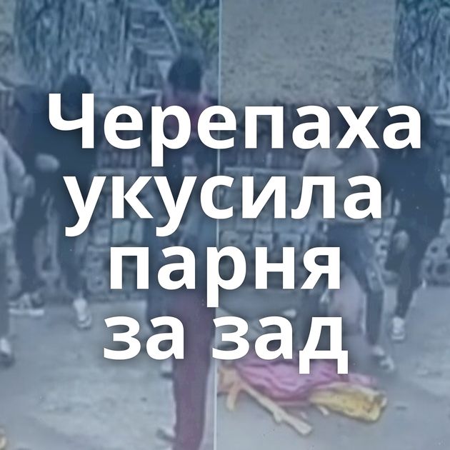 Черепаха укусила парня за зад