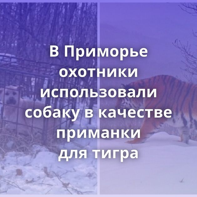 В Приморье охотники использовали собаку в качестве приманки для тигра