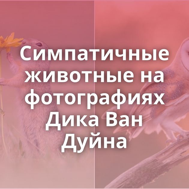 Симпатичные животные на фотографиях Дика Ван Дуйна