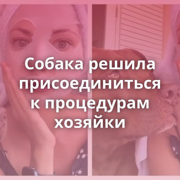 Собака решила присоединиться к процедурам хозяйки