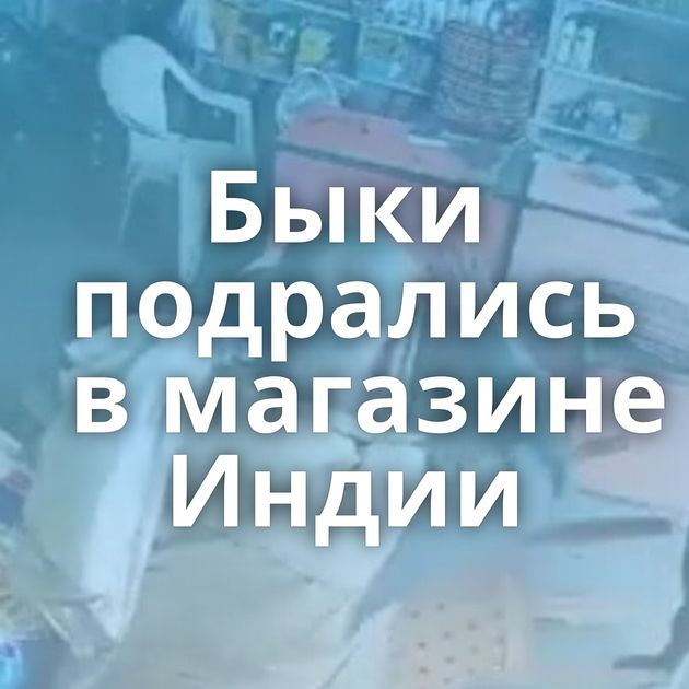 Быки подрались в магазине Индии