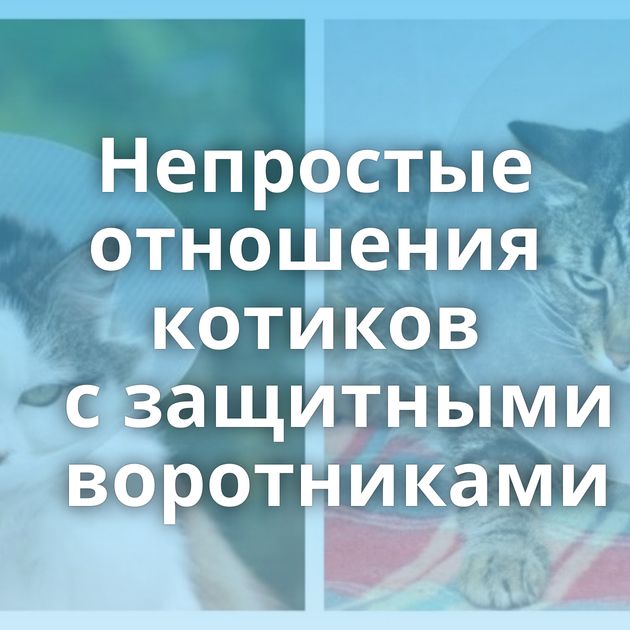 Непростые отношения котиков с защитными воротниками