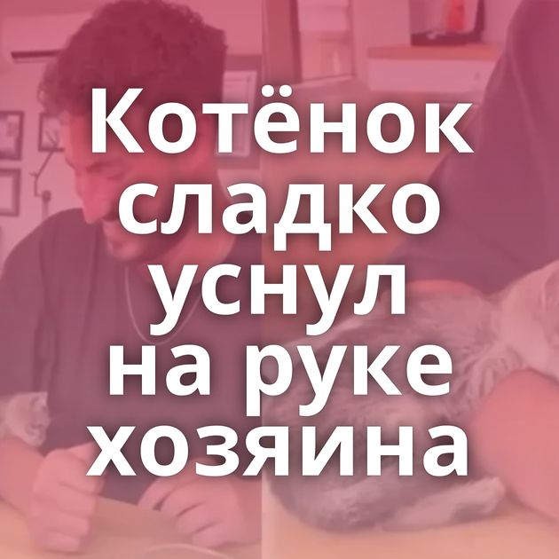 Котёнок сладко уснул на руке хозяина