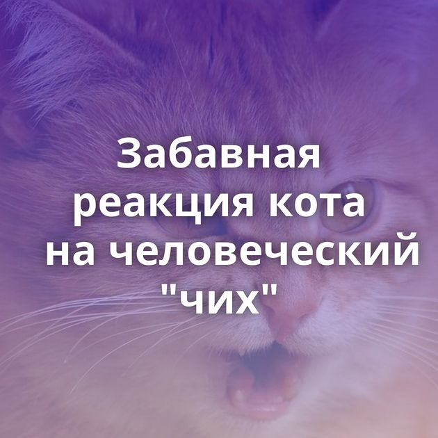 Забавная реакция кота на человеческий 