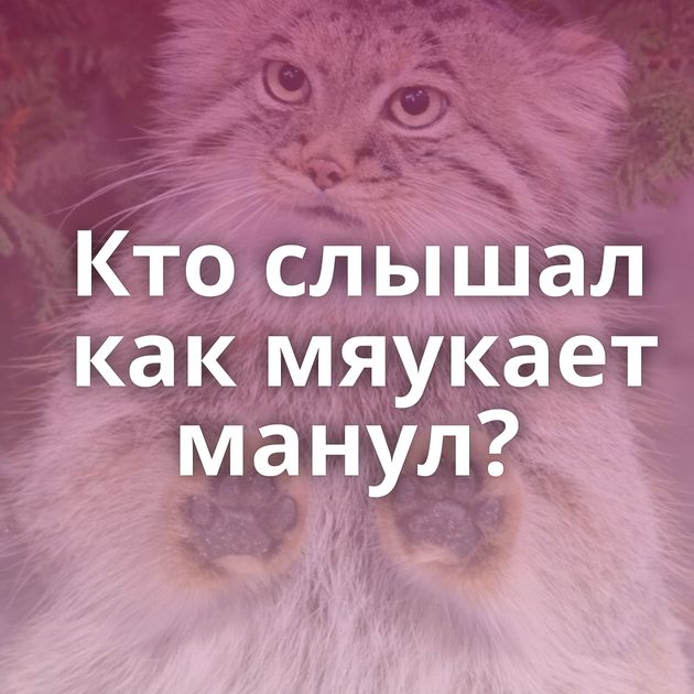 Кто слышал как мяукает манул?