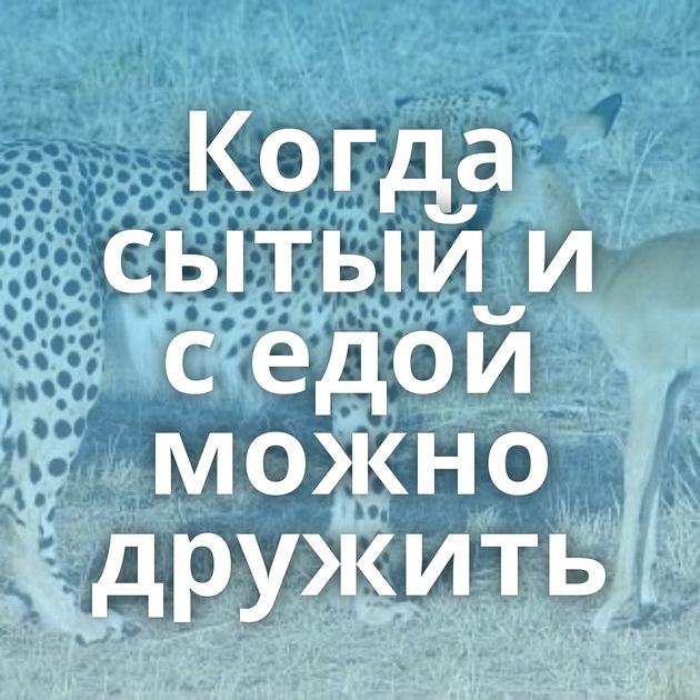 Когда сытый и с едой можно дружить