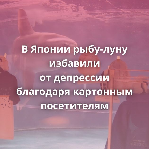 В Японии рыбу-луну избавили от депрессии благодаря картонным посетителям