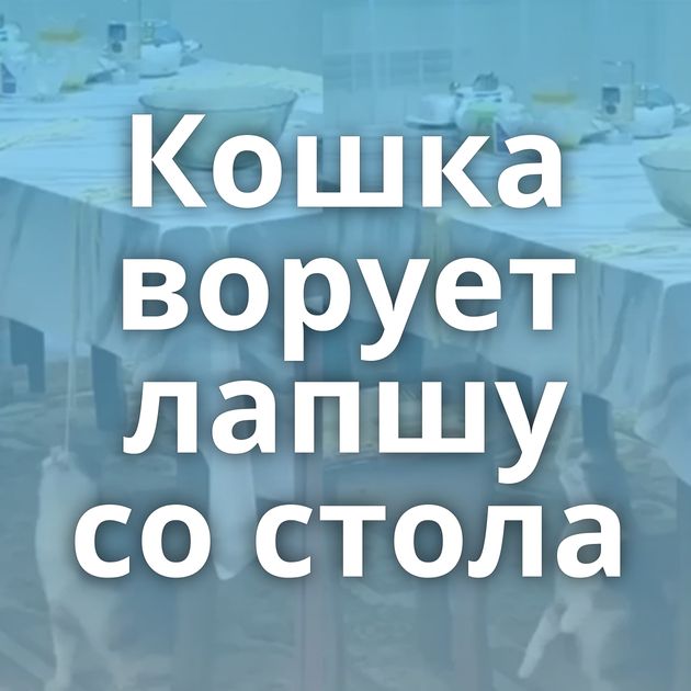 Кошка ворует лапшу со стола