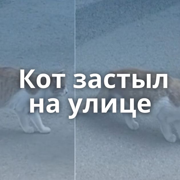 Кот застыл на улице