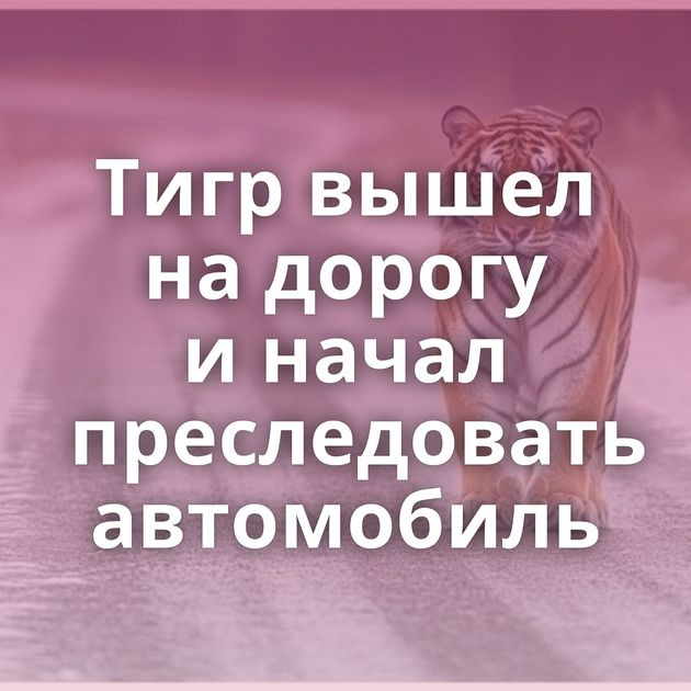 Тигр вышел на дорогу и начал преследовать автомобиль