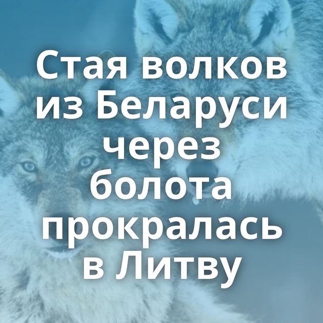 Стая волков из Беларуси через болота прокралась в Литву