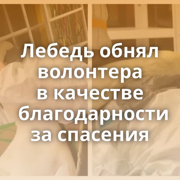 Лебедь обнял волонтера в качестве благодарности за спасения