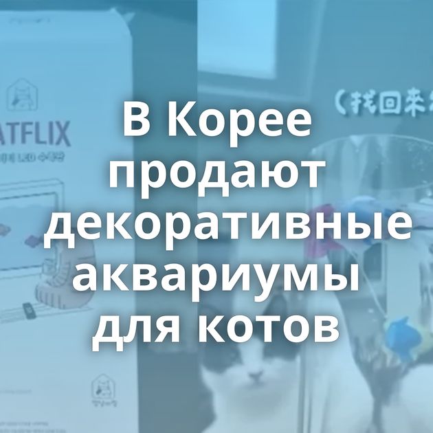 В Корее продают декоративные аквариумы для котов