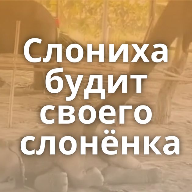 Слониха будит своего слонёнка