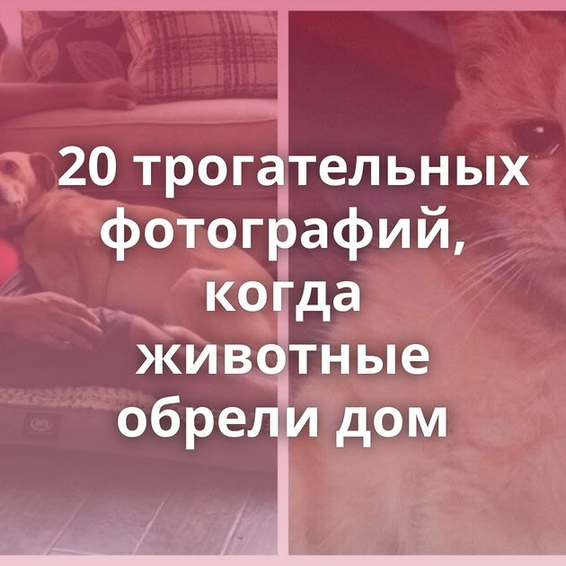 20 трогательных фотографий, когда животные обрели дом