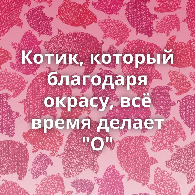 Котик, который благодаря окрасу, всё время делает 