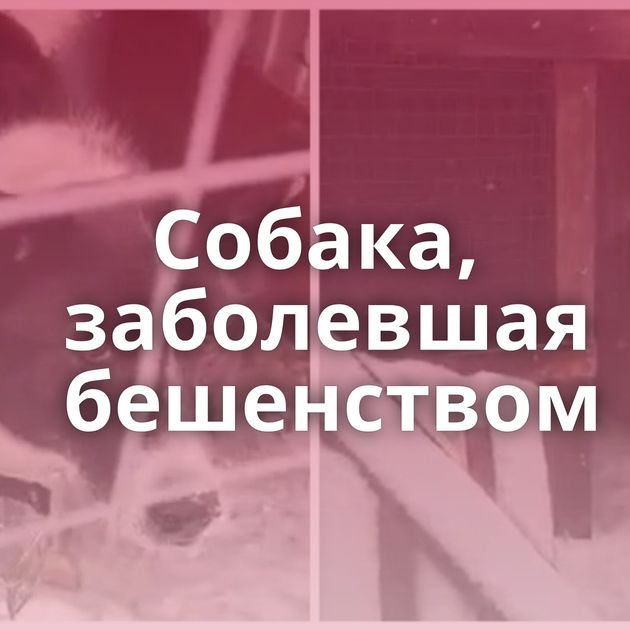 Собака, заболевшая бешенством