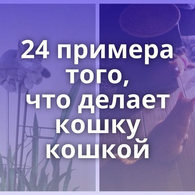 24 примера того, что делает кошку кошкой