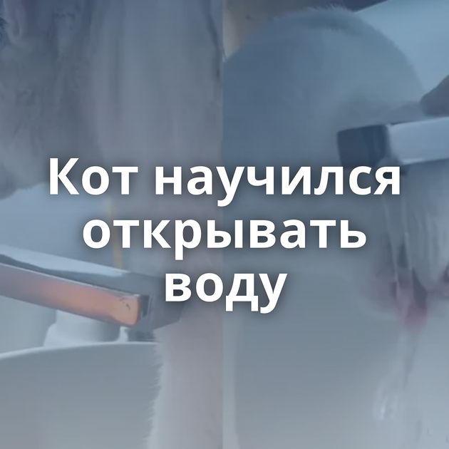 Кот научился открывать воду