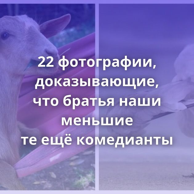 22 фотографии, доказывающие, что братья наши меньшие те ещё комедианты