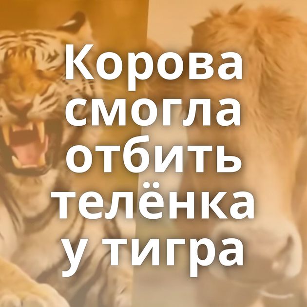 Корова смогла отбить телёнка у тигра