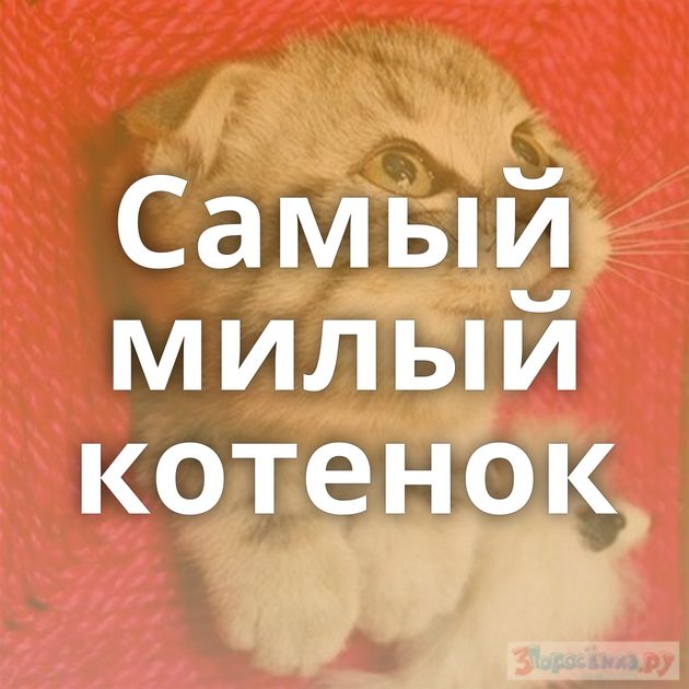 Самый милый котенок