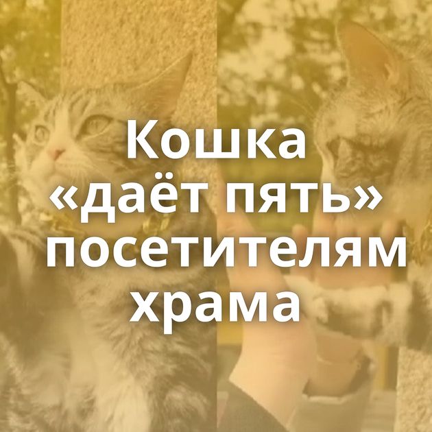 Кошка «даёт пять» посетителям храма