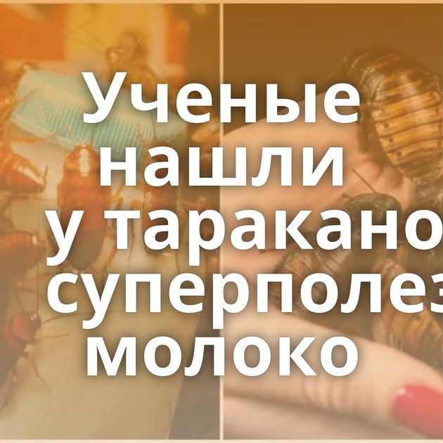 Ученые нашли у тараканов суперполезное молоко