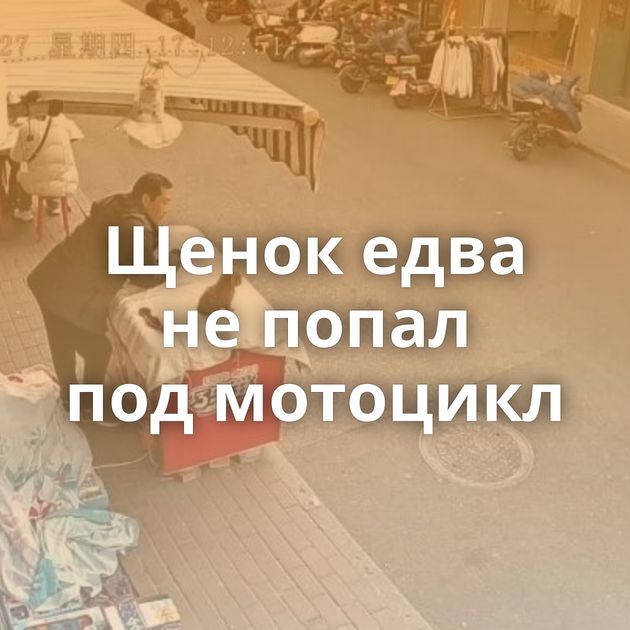 Щенок едва не попал под мотоцикл