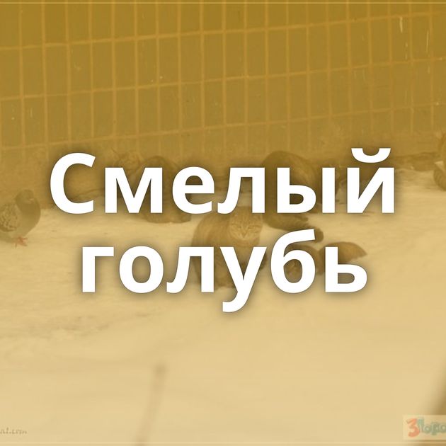 Смелый голубь