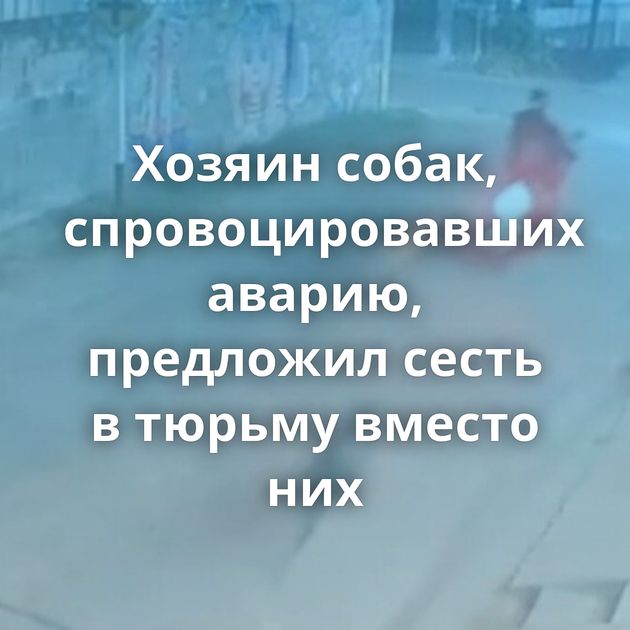 Хозяин собак, спровоцировавших аварию, предложил сесть в тюрьму вместо них