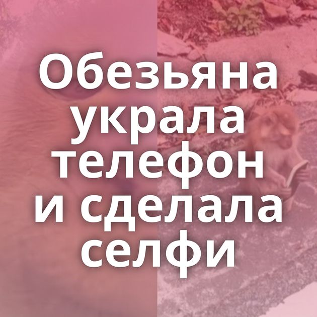 Обезьяна украла телефон и сделала селфи