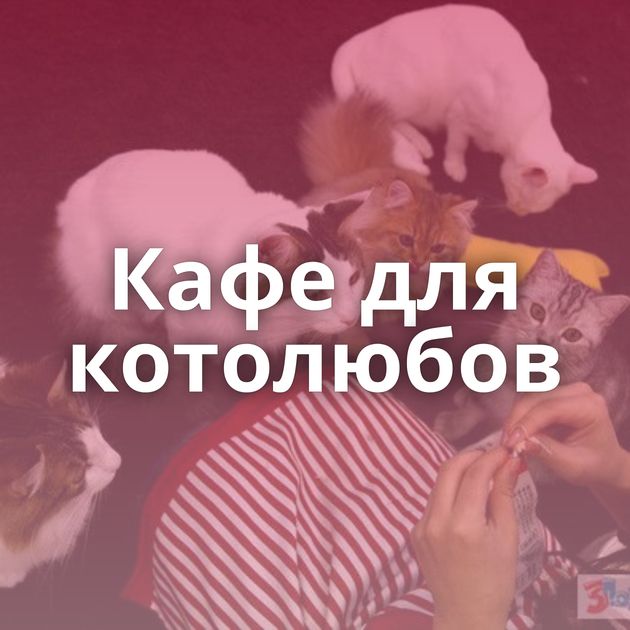 Кафе для котолюбов