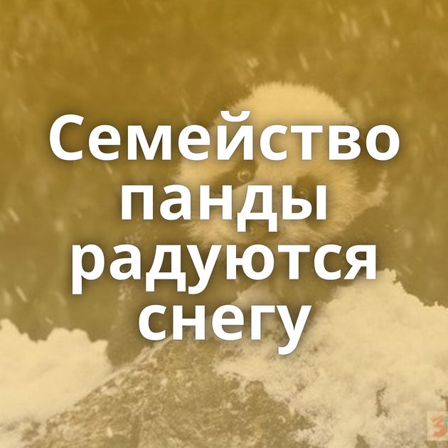 Семейство панды радуются снегу