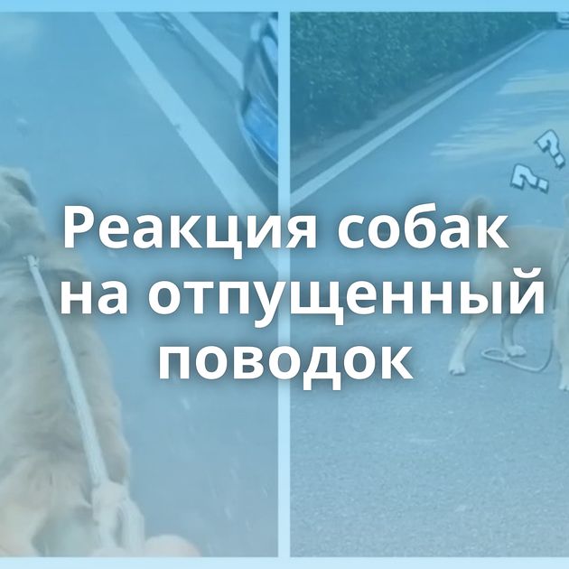 Реакция собак на отпущенный поводок